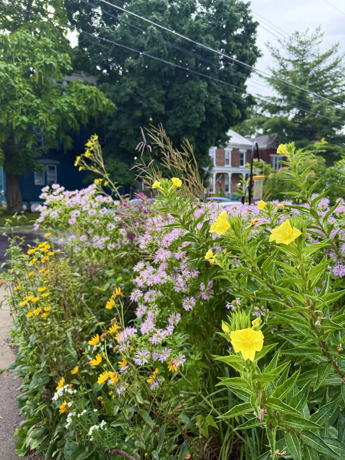 Summer Blooms
